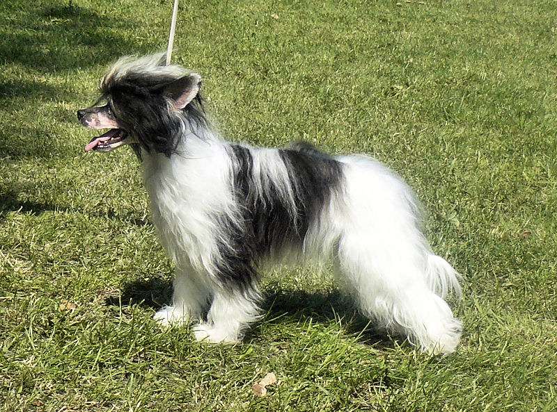 Balantyna Fermor Nadobnisie i koczkodany