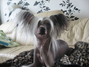 Meri Sain Vikontessa