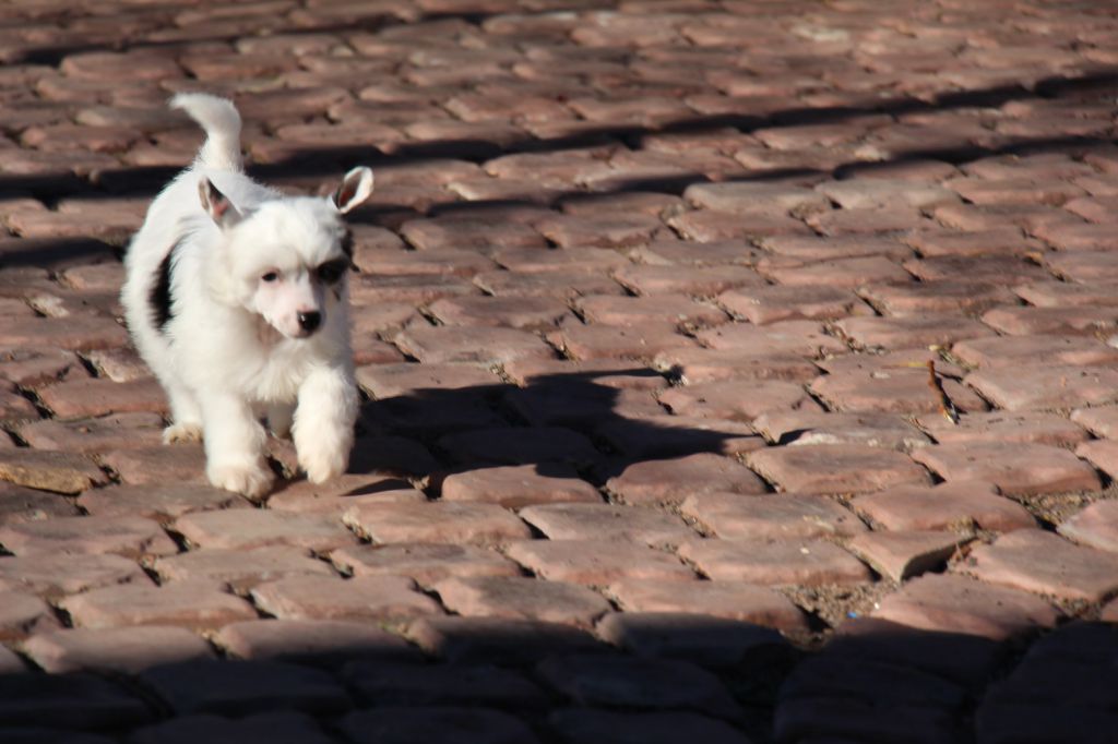 Bella Constanta Hillary