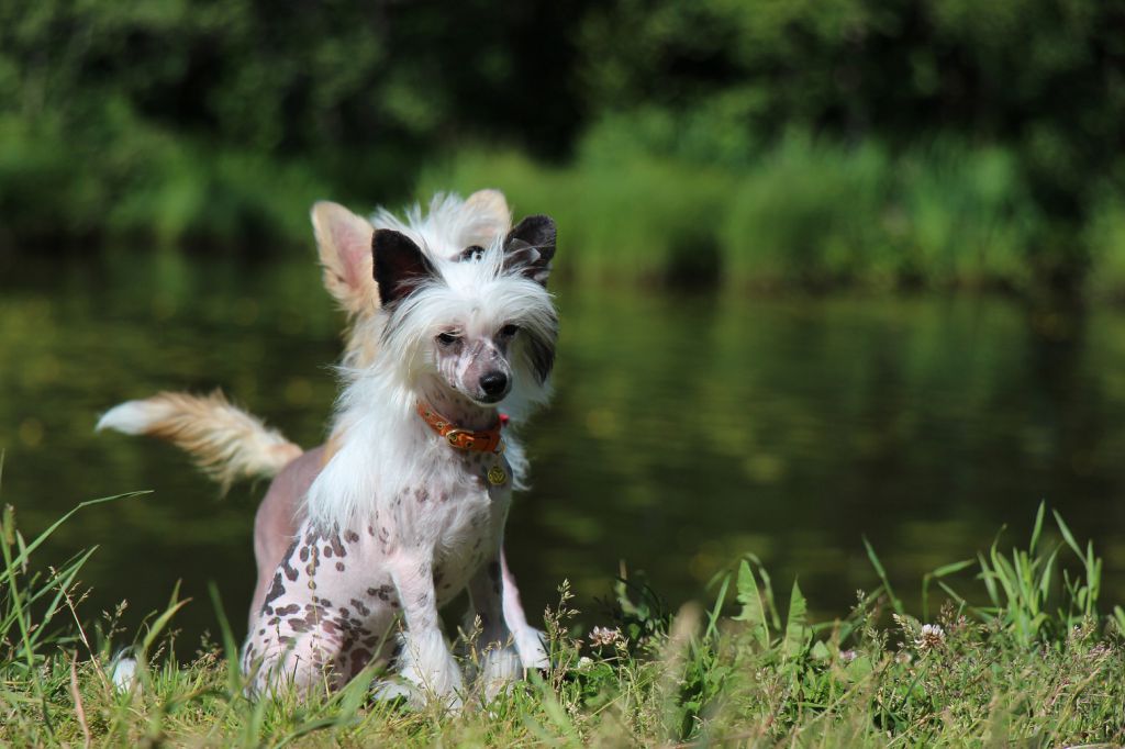 Bella Constanta Holliday