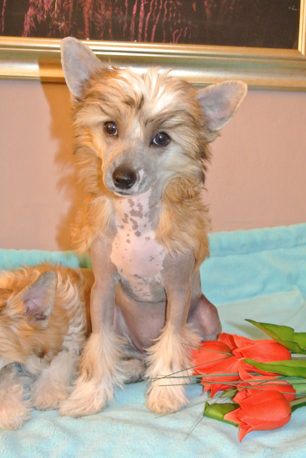 Celestina Clary Aldrigen