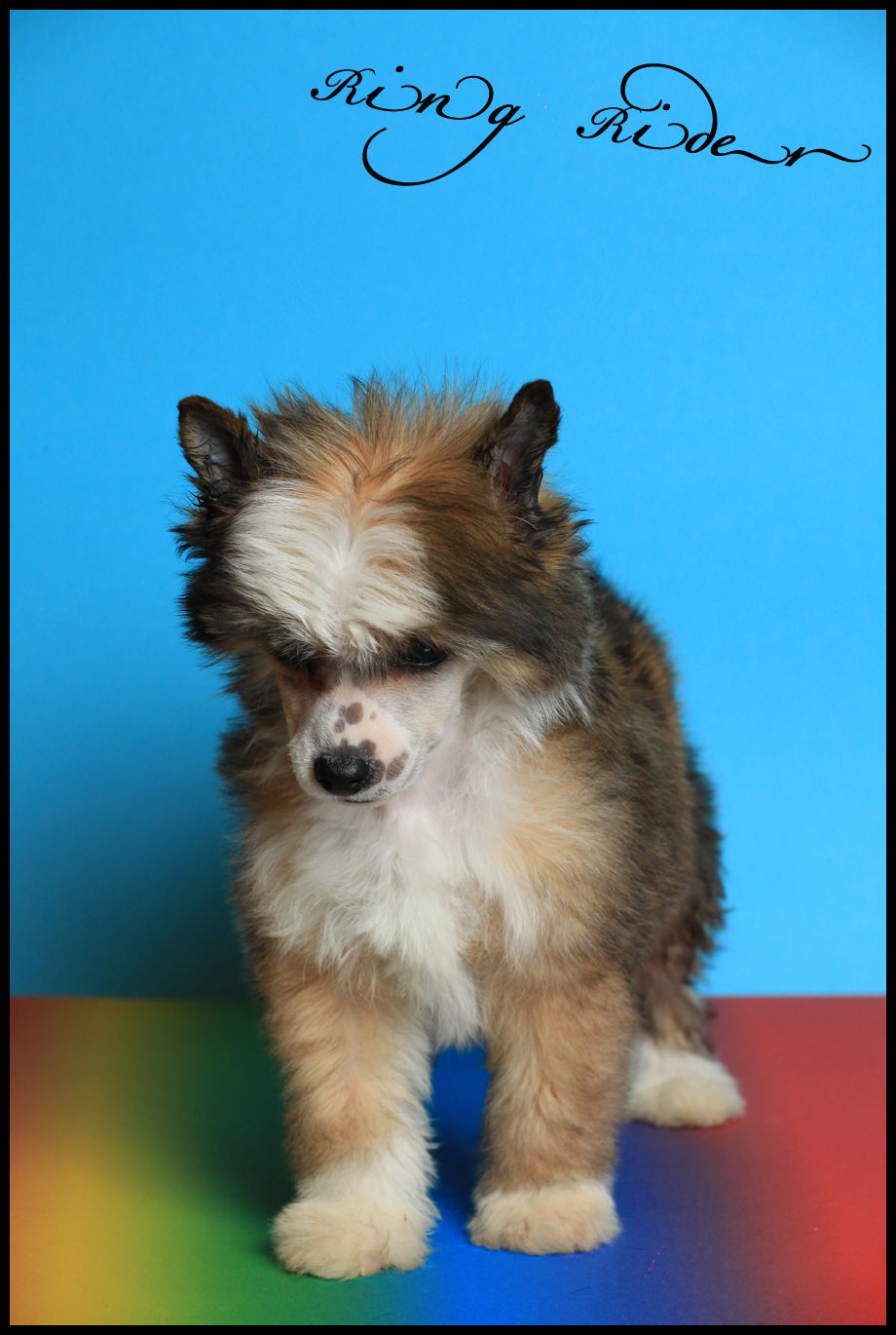 Ring rider Zack Zombie