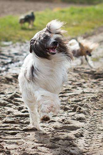 Be My Dog's Jippie Ya Yeah