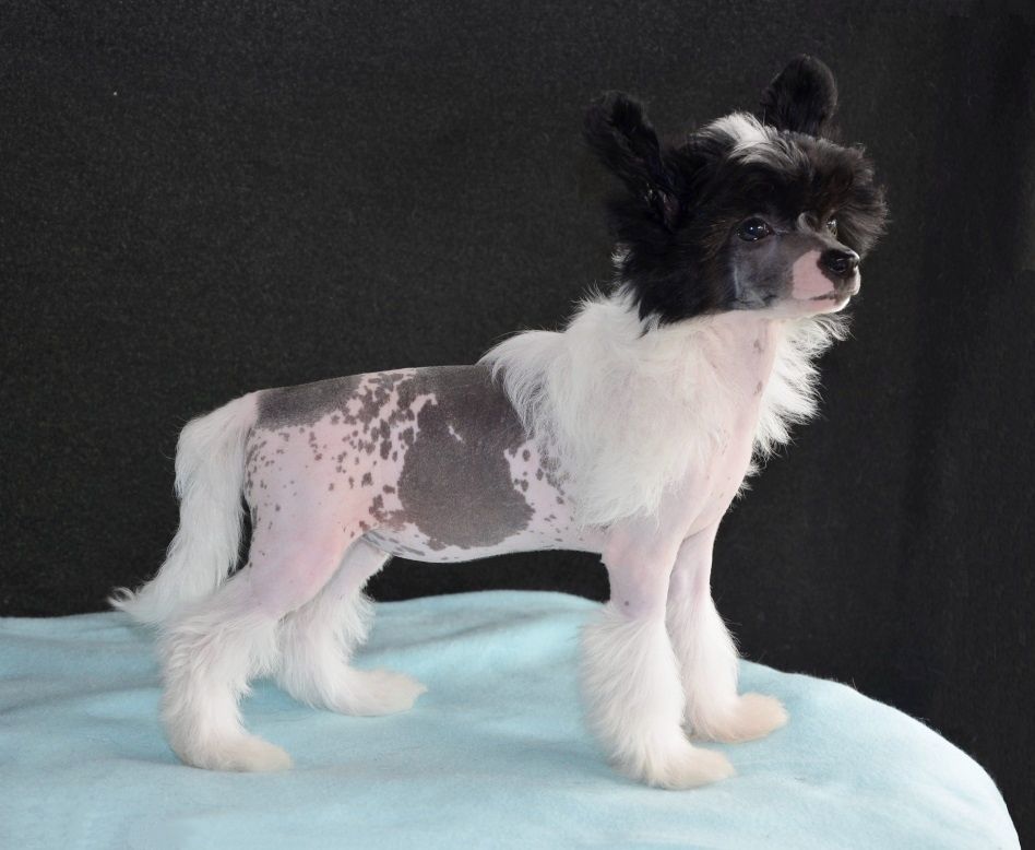 Be My Dog's Just Got My Wings