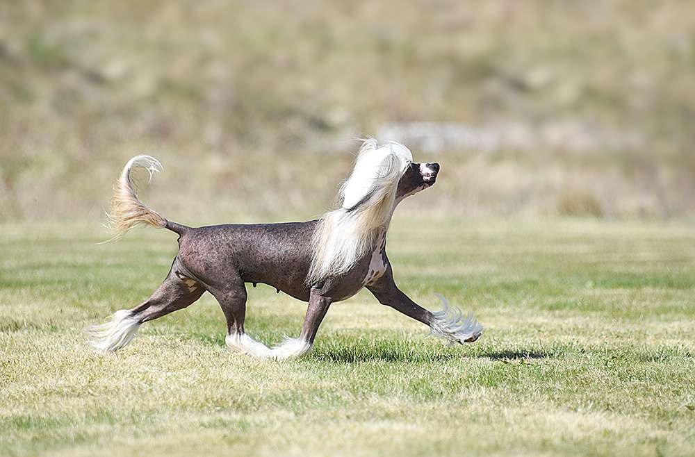 Jean Dark Annie's Song