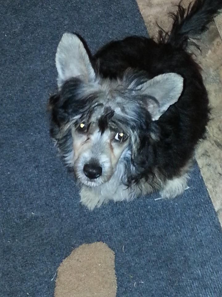 Altacrest's Squeezably Soft