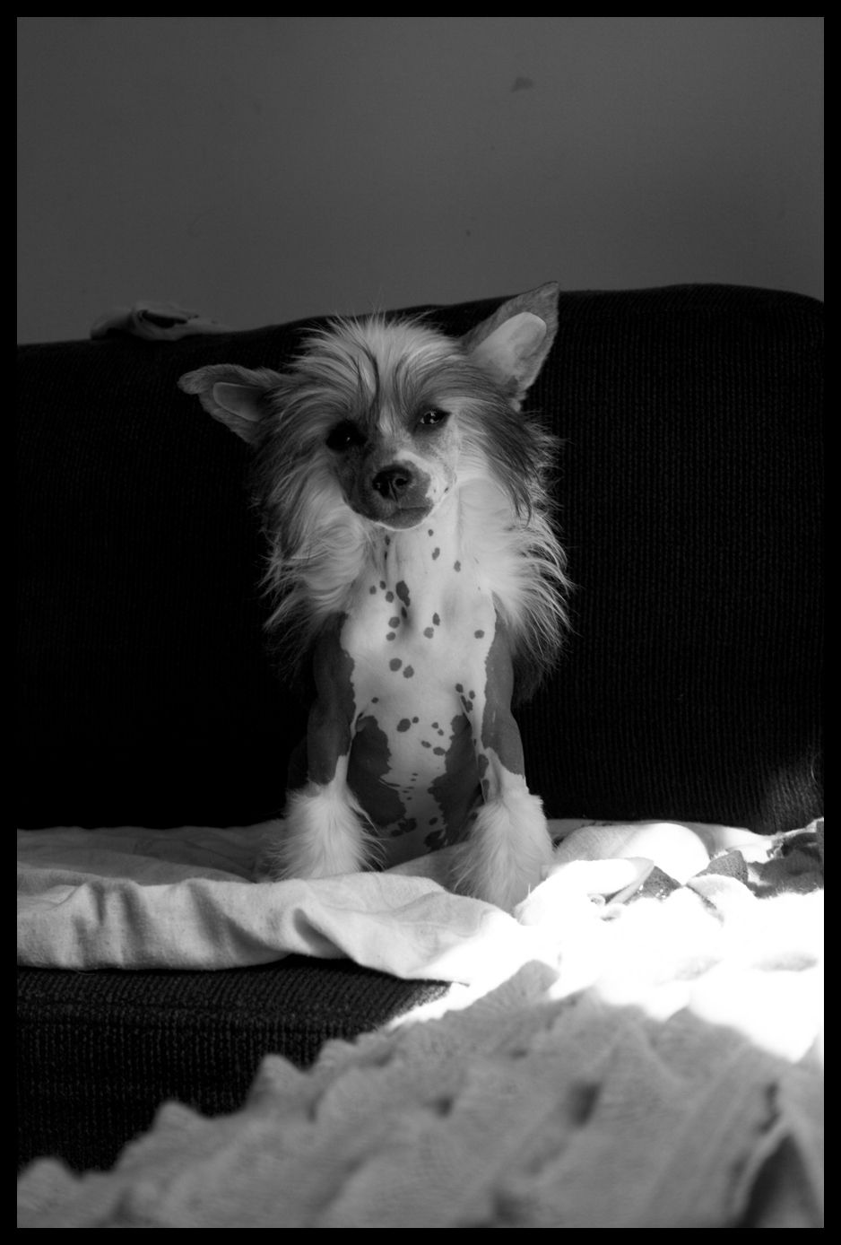 Ring rider Zia my Ladybug