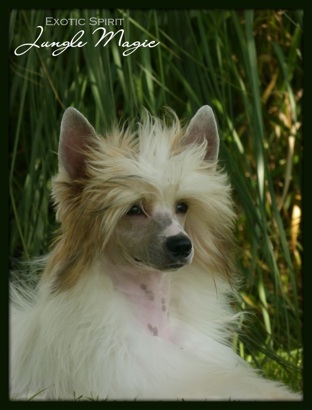 Exotic Spirit Jungle Magic