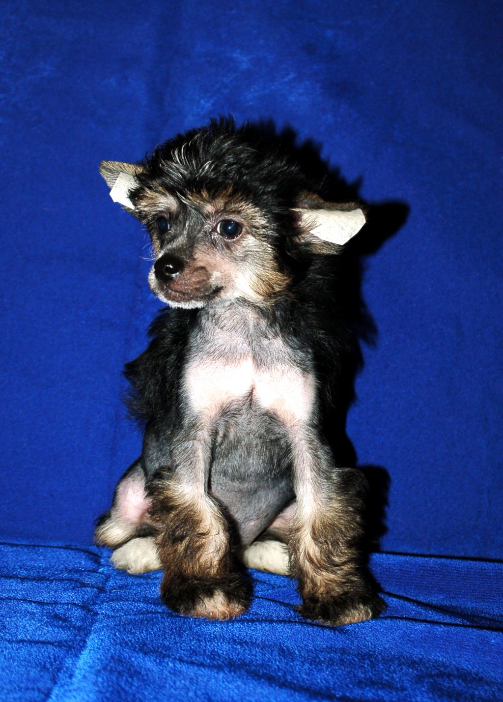 Nyu Art Devololish luking one beautiful