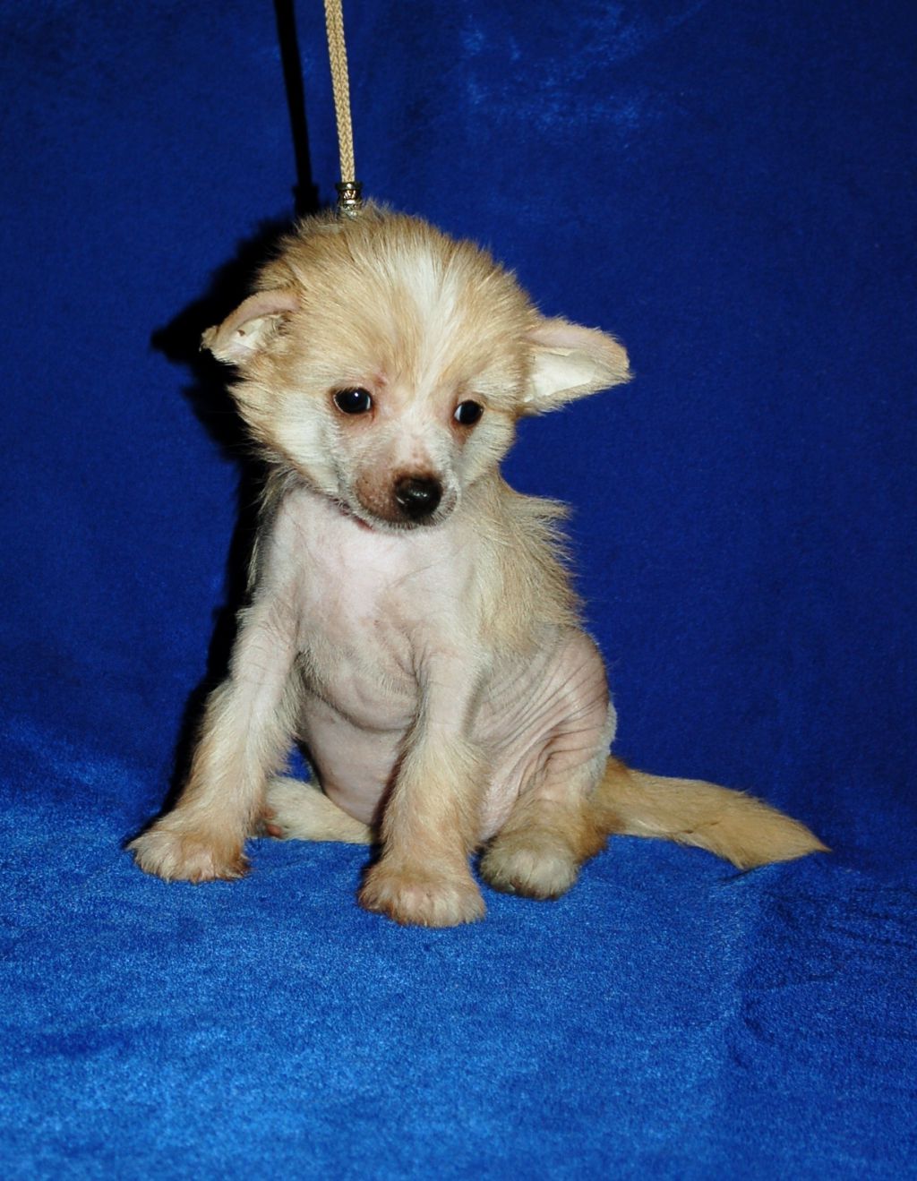 Nyu Art Darling fingo