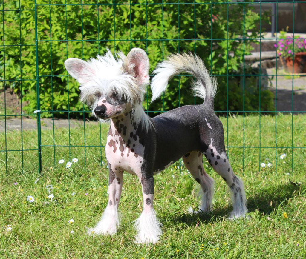 Akelas Can't Touch This