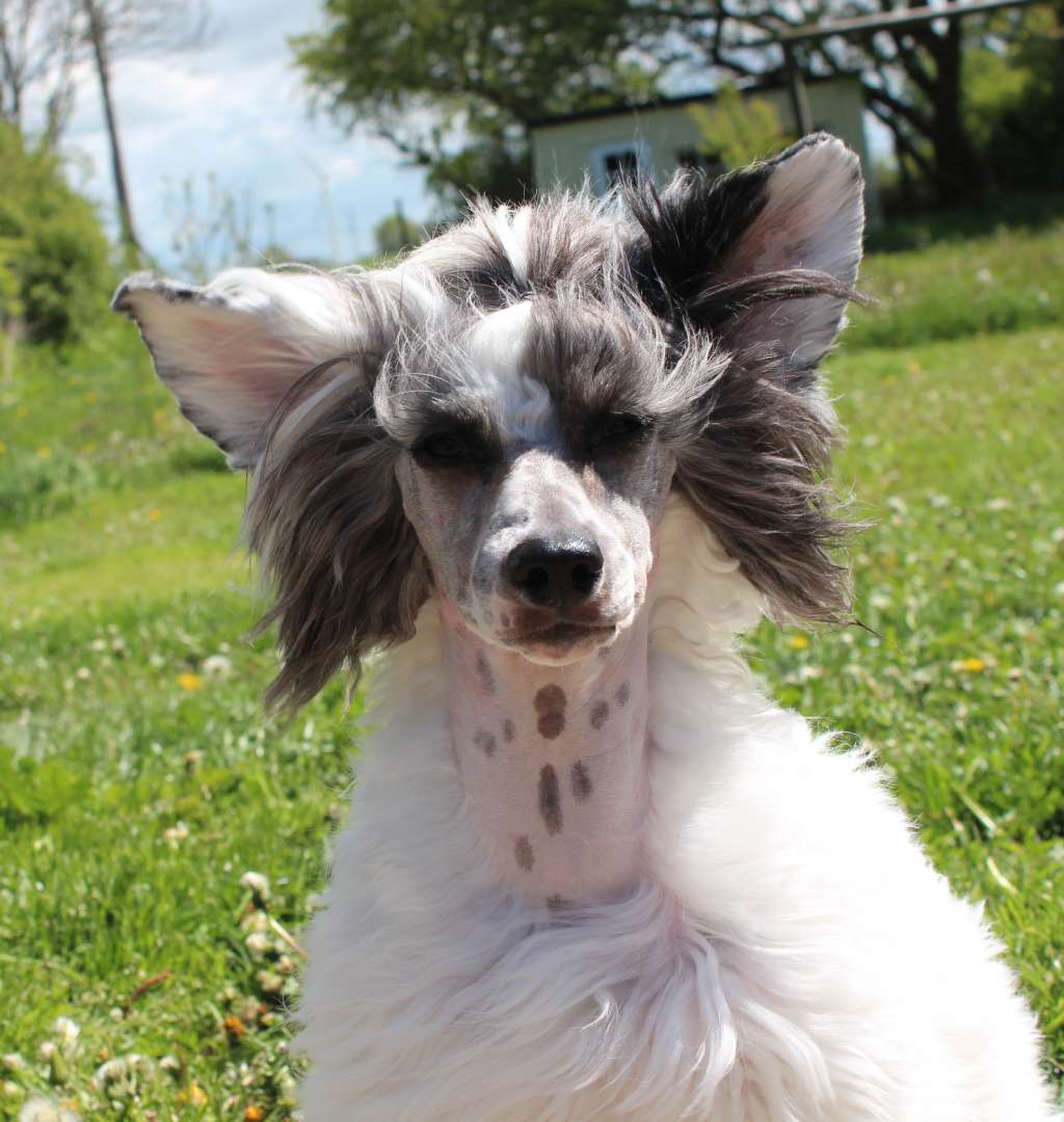 Akelas Counting Stars