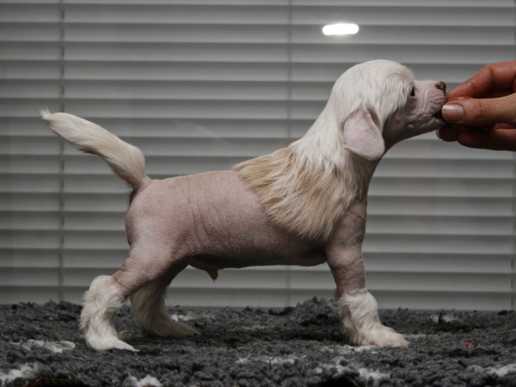 Crestiny's Grant Me A Wish