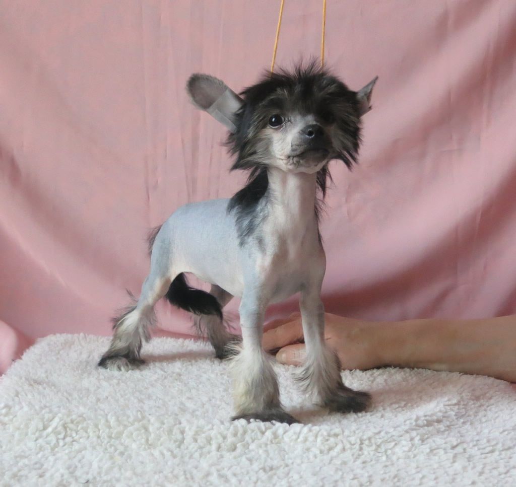 Vernisazh Mari Bosya