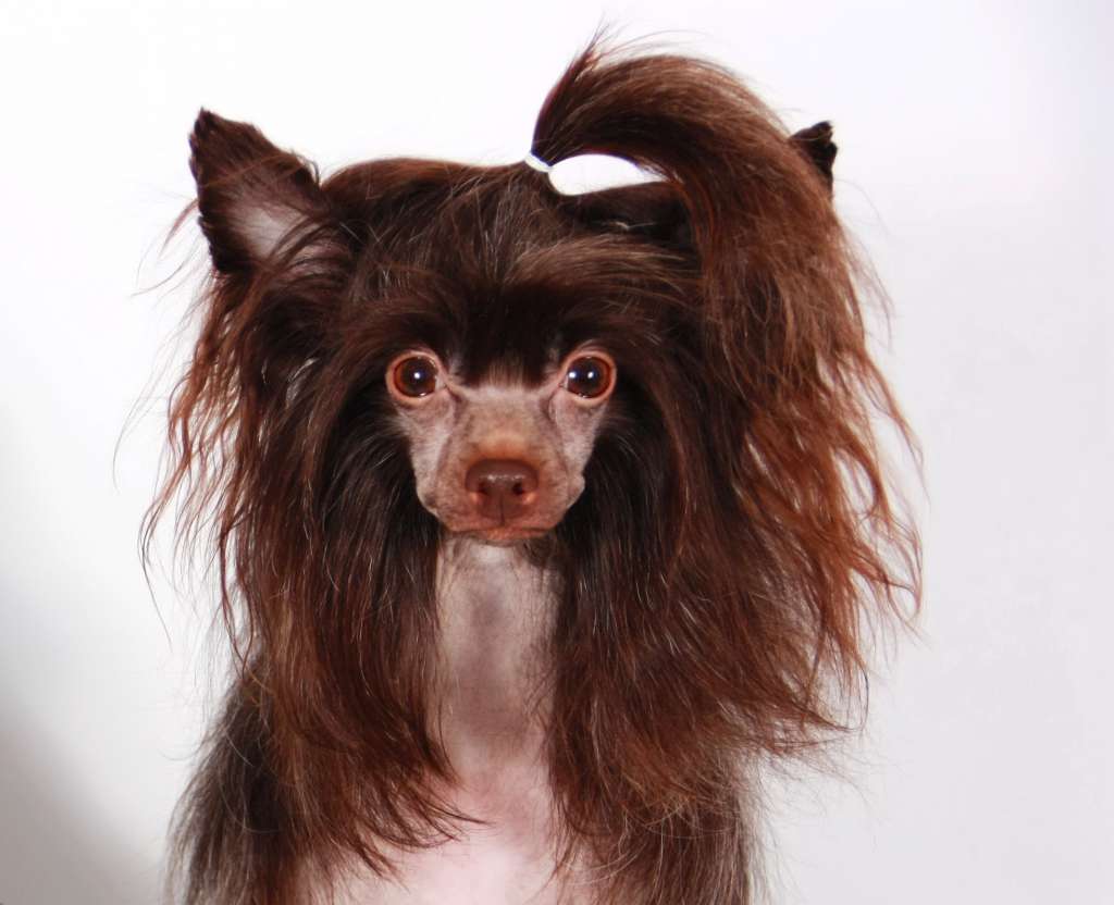 Luksorius Esmeralda De Chocolate