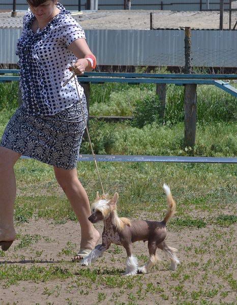 Odin na Million ot Volnogo Psa