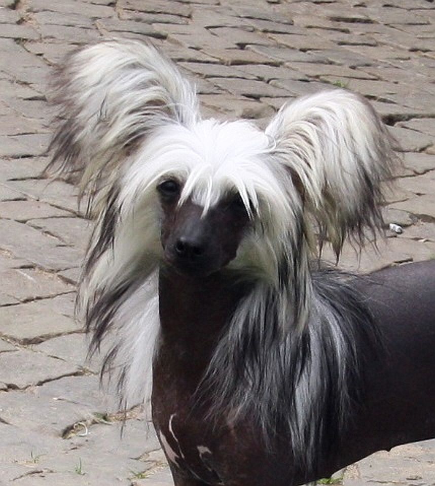 Be My Dog's Kalimba De Luna