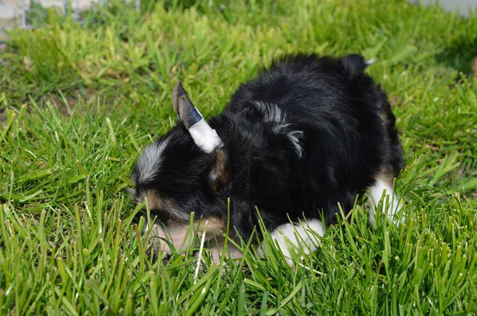 Endless Love Onychinus