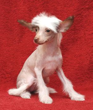 Osya Iz Muziki Vetra