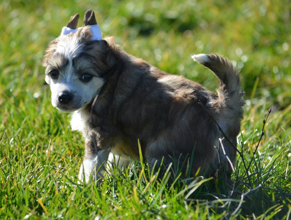 Be My Dog's Kilojoule