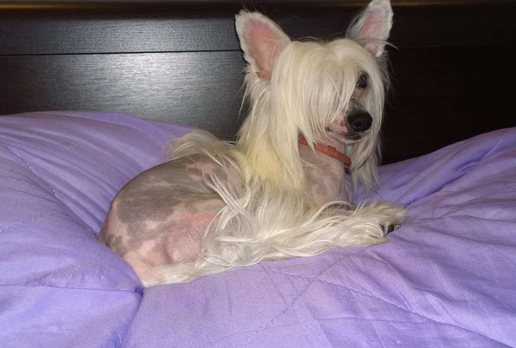 Hamlet Ice Diamond Dolce Dea Apriori