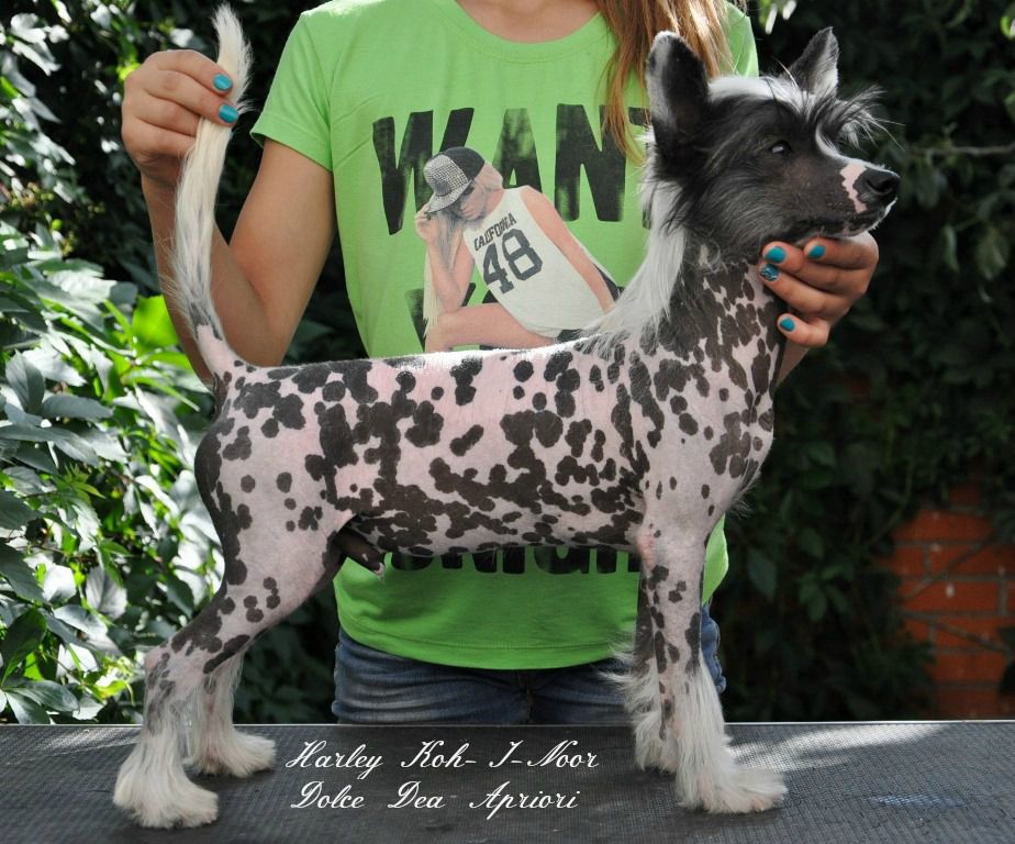 Harley Koh-I-Noor Dolce Dea Apriori