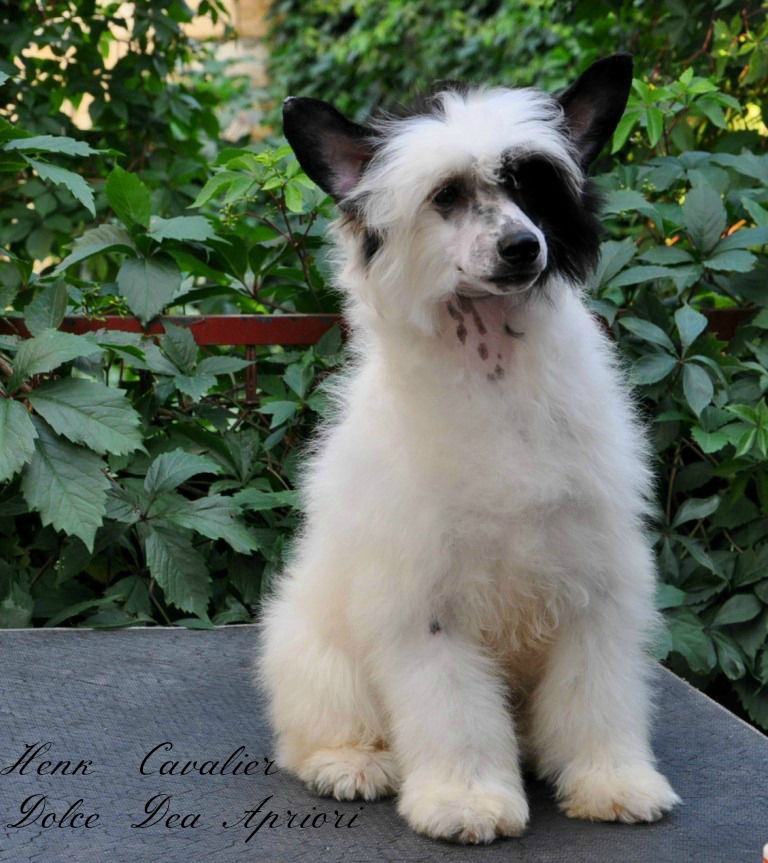 Henk  Cavalier Dolce Dea Apriori