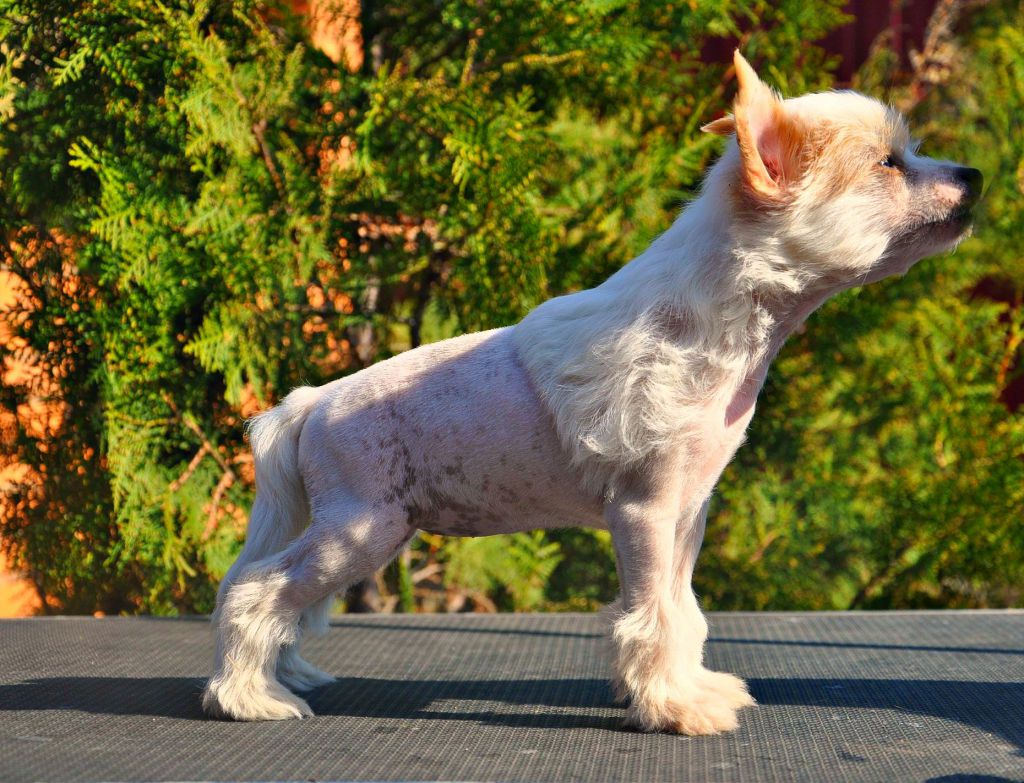 Holli-Wood Dolce Dea Apriori