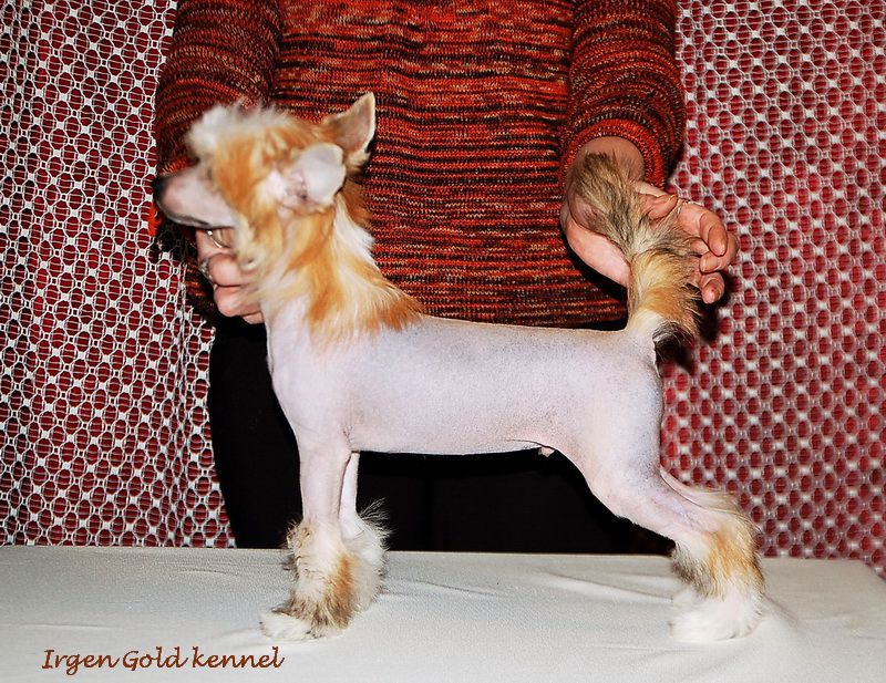 Irgen Gold Robbie Williams