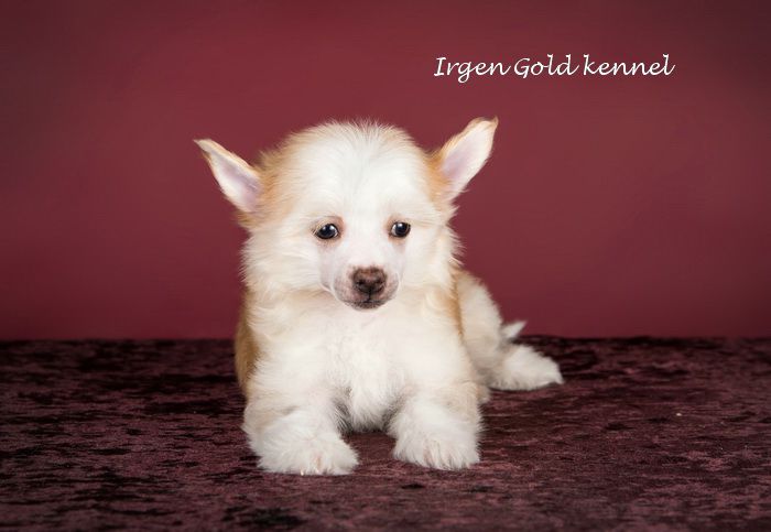 Irgen Gold Sofia Sorrento