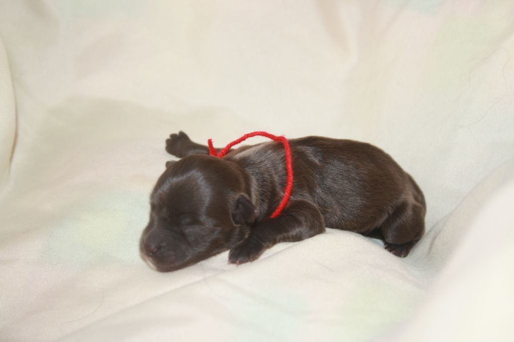 Charuyuschiy Soblazn Vostok