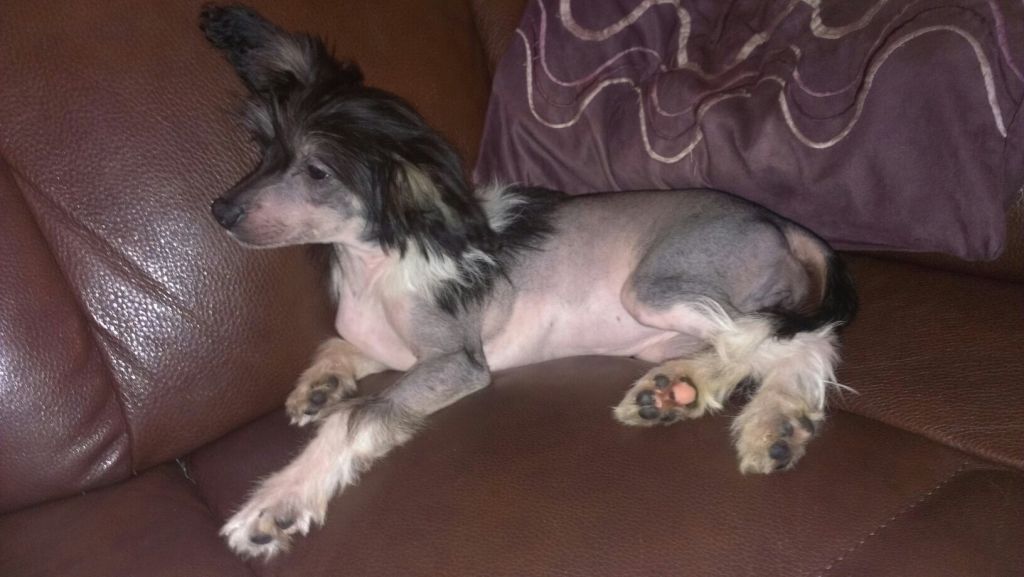 Zerachiel Private Dancer at Tramarllan JW