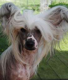 Krysolit Heart Breaker