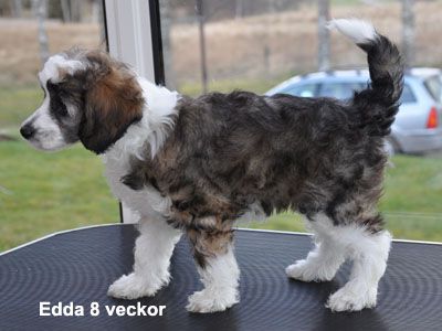 krysolit  Happy Go Lucky