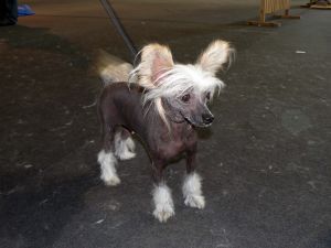 Fantastik Kashmir Lavanda