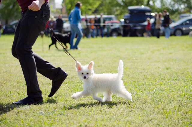 Planeta Angelov Arni Dise