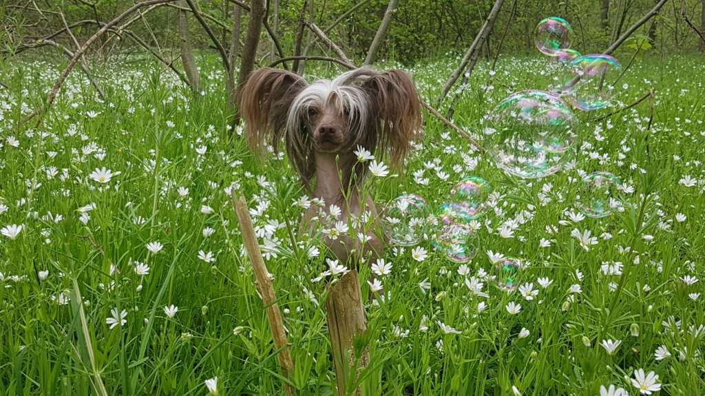 Luksorius Jérôme Mon Amour á Elfental