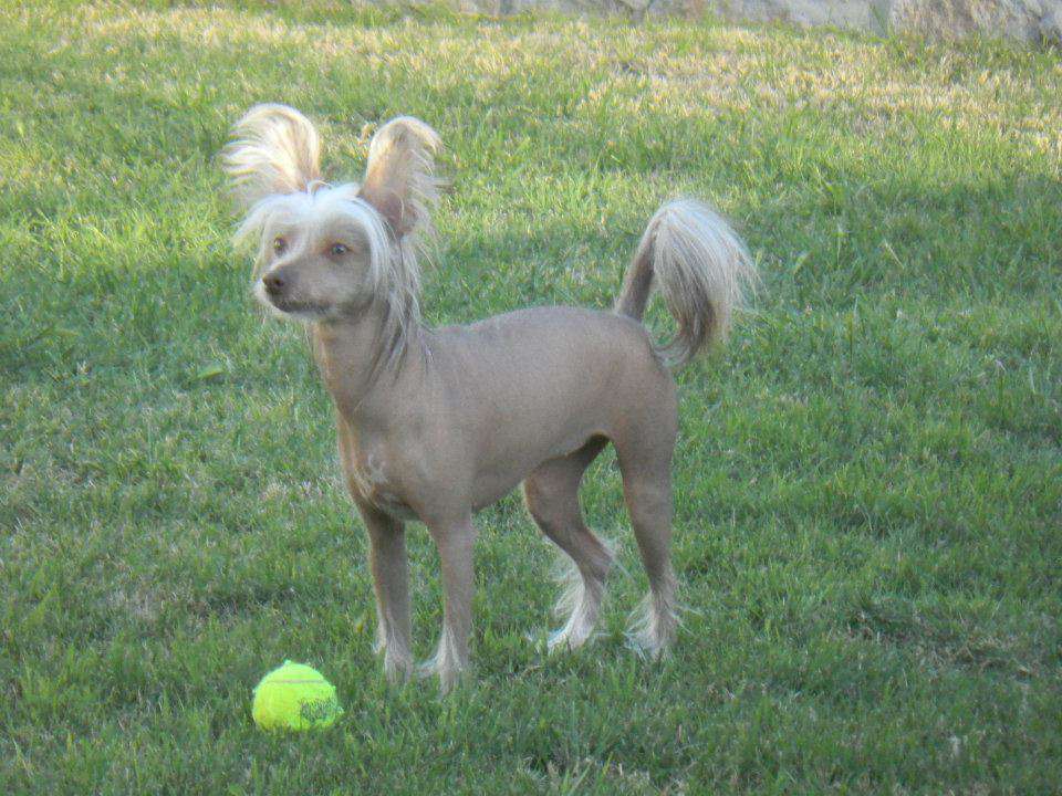 Whatadog Good Golly Miss Molly