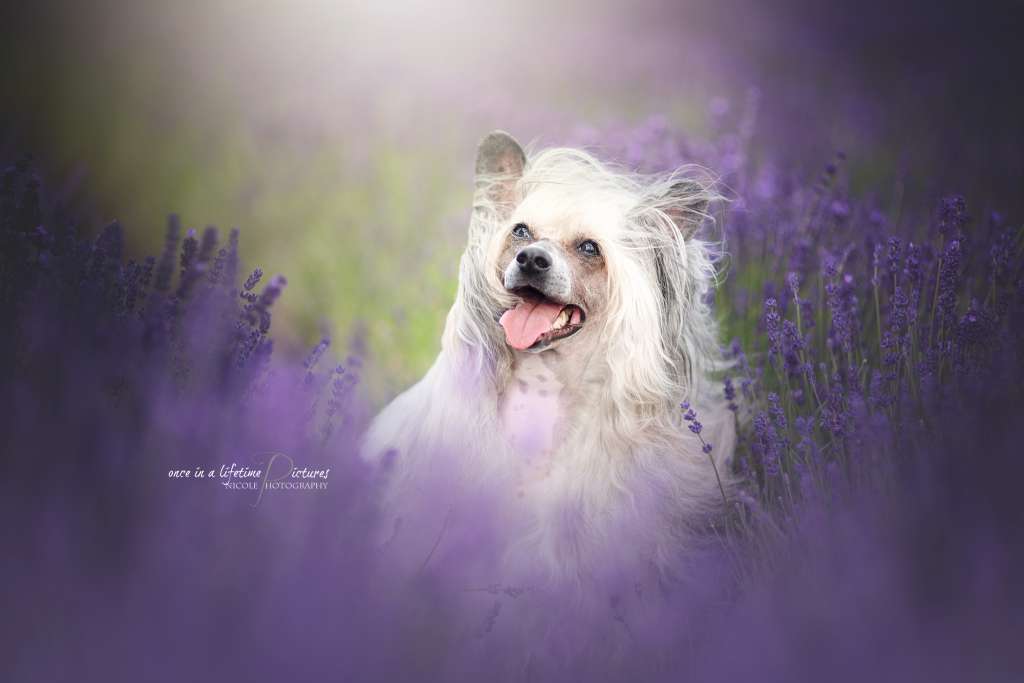 Bubbling Spirit El Diablo