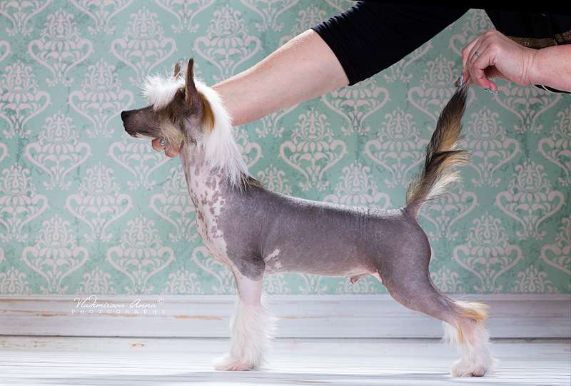 LoveMagic Max Deville