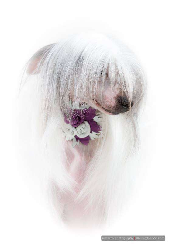 Girl Starlight  Aleksi Minodora