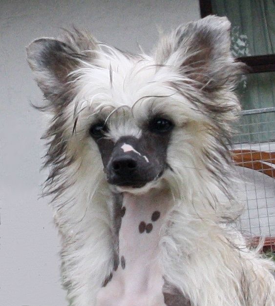 Be My Dog's Li La Lü