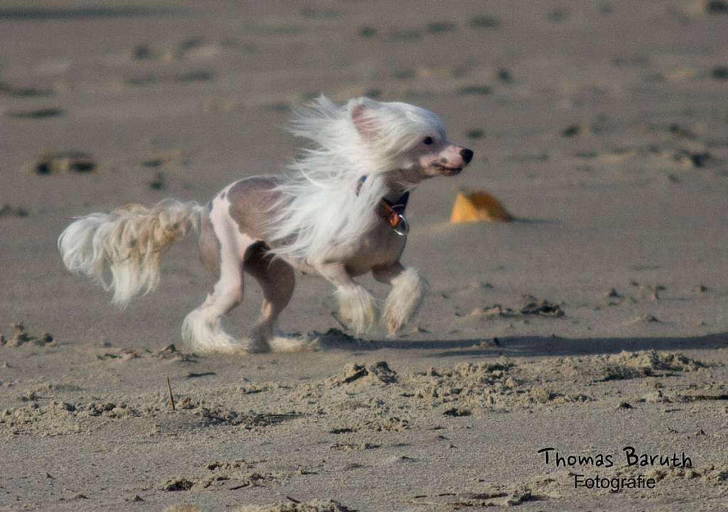 Be My Dog's La Luna Es Mi Aliado