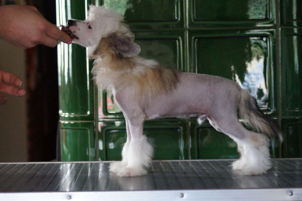 Ambereyes' Magic Biscuit