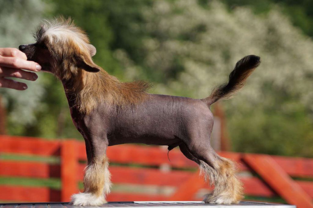 Ambereyes' Magic Banana Joe