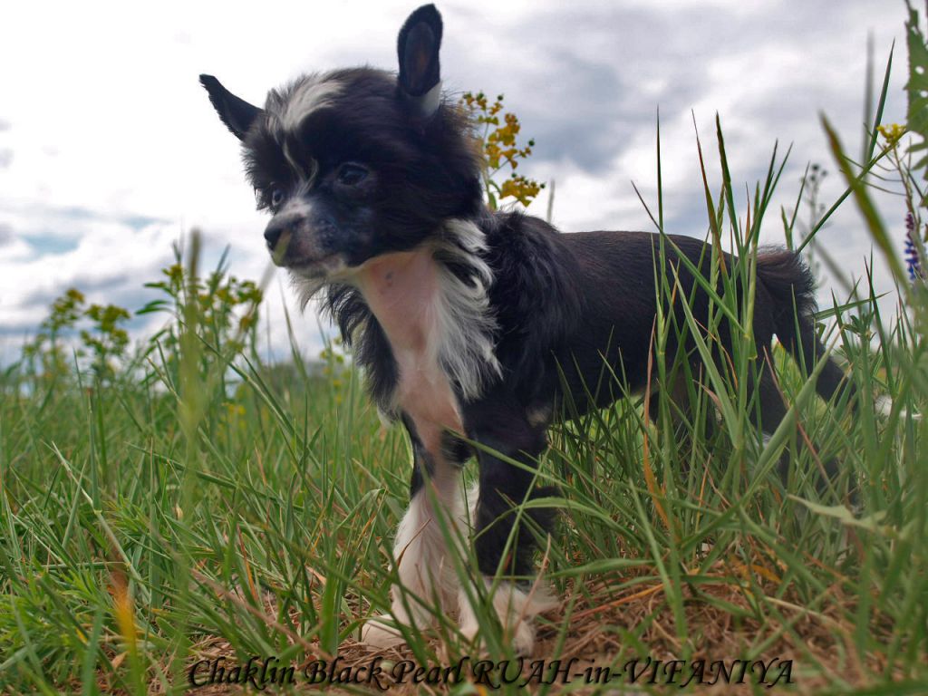 Charlin Black Pearl Ruah in Vifaniya