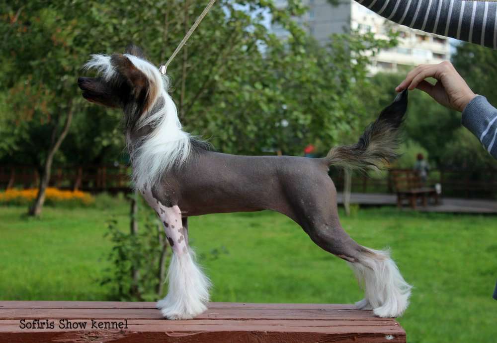 Sofiris Show Blessing From Above