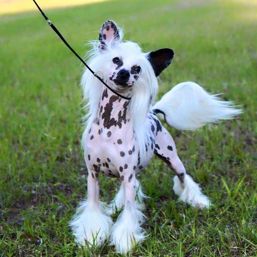 Gch  Zhen's That's Who We Are