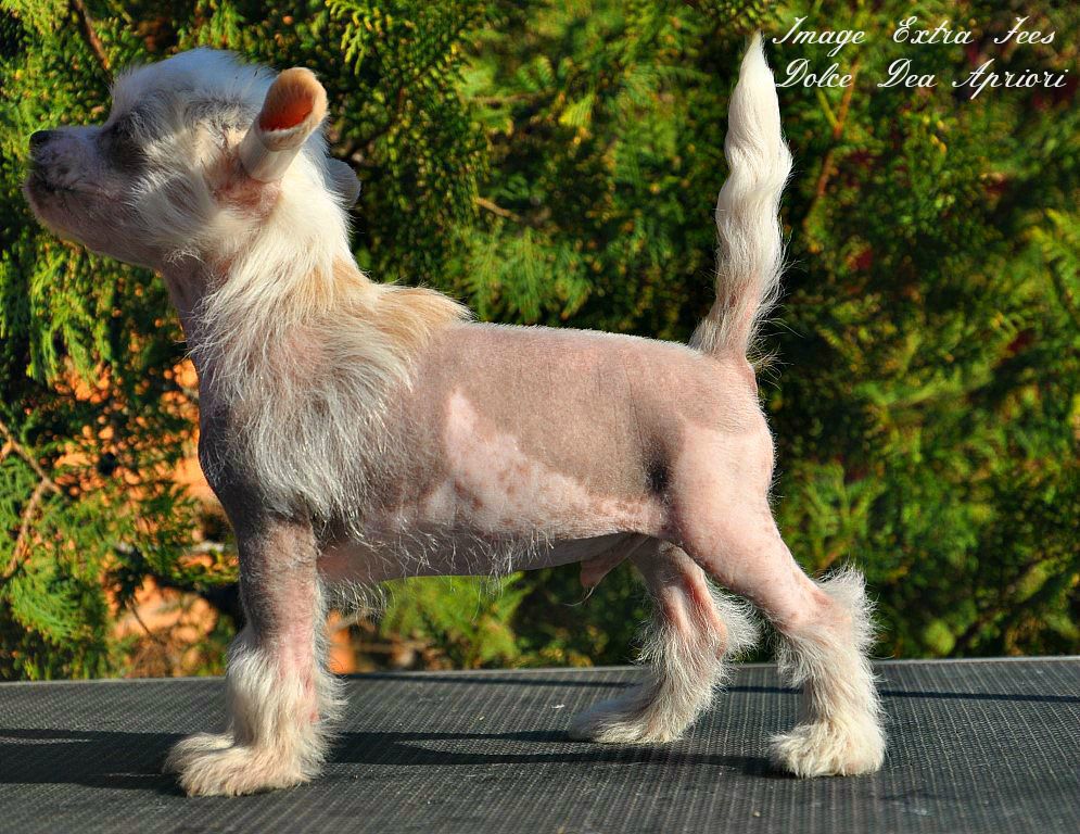 Image Extra Jees Dolce Dea Apriori