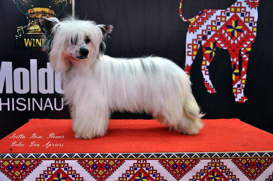 Ivitta  Rose Flower  Dolce Dea Apriori